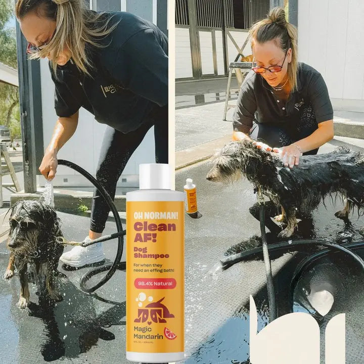 Transform Bath Time with Oh Norman Clean AF Dog Shampoo - Magic Mandarin Scent, 98.4% Natural Formula for a Refreshingly Clean Pup!